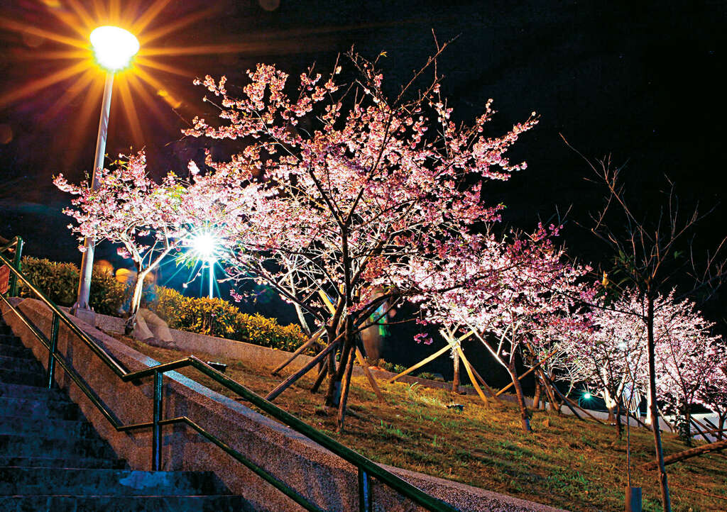 到內湖樂活公園欣賞昭和櫻月下芳姿。