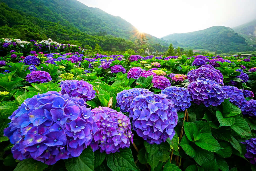 2019 Flowering Taipei