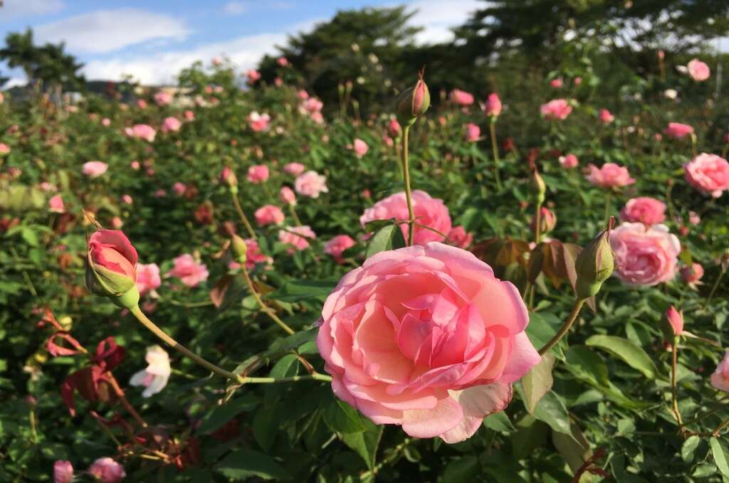 2019 Flowering Taipei