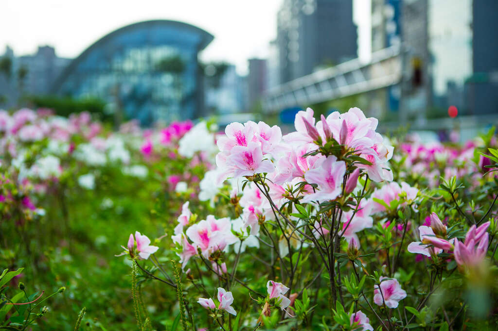 【美好X台北　台北花季】杜鵑、玫瑰市區現芳蹤 (台北畫刊108年3月)