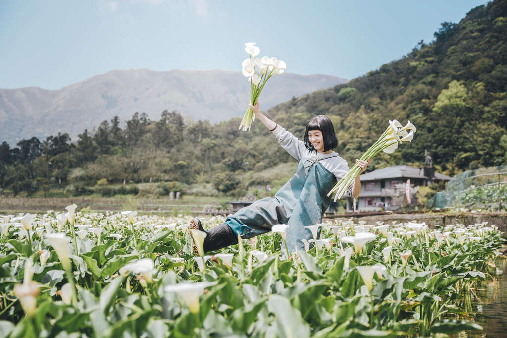 【美好X台北　台北花季】跟著海芋、繡球花上山追花