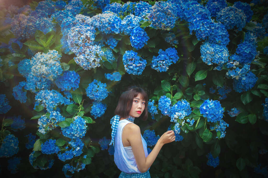 【美好X台北 台北花季】跟著海芋、繡球花上山追花