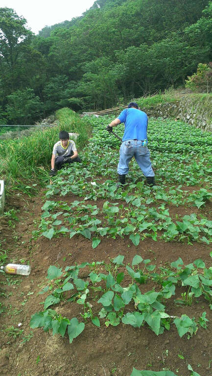 【美好X台北　台北花季】海芋季郊野踏青、绣球花季山间寻宝