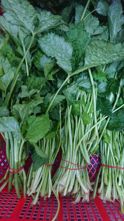 【美好X台北　台北花季】海芋季郊野踏青、绣球花季山间寻宝
