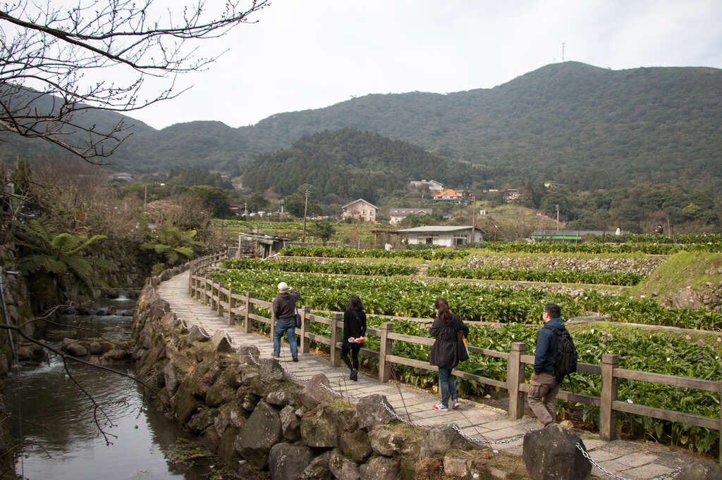 【美好X台北　台北花季】海芋季郊野踏青、绣球花季山间寻宝