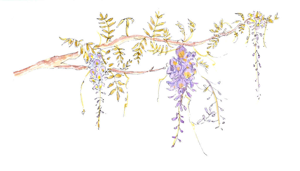 台北植物计画