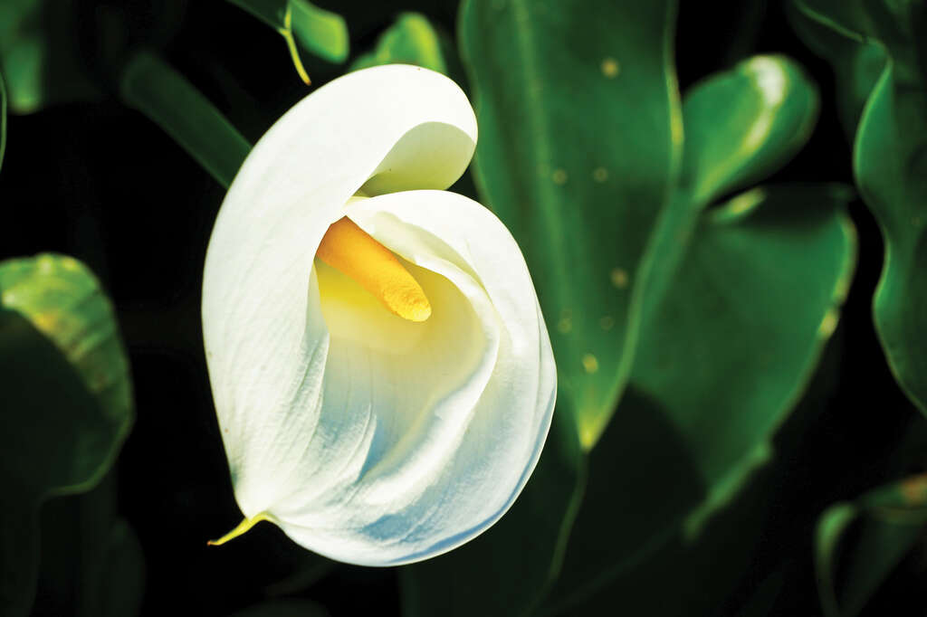 TAIPEI Spring 2019 Vol.15--Flower Viewing in Taipei: Three Routes Recommended for Couples, Friends, and Families