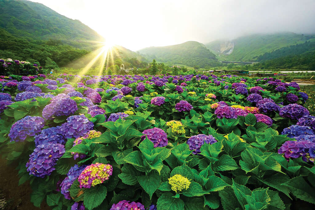TAIPEI 春季号 2019 Vol.15--彩りを楽しむ絶景花見ルート