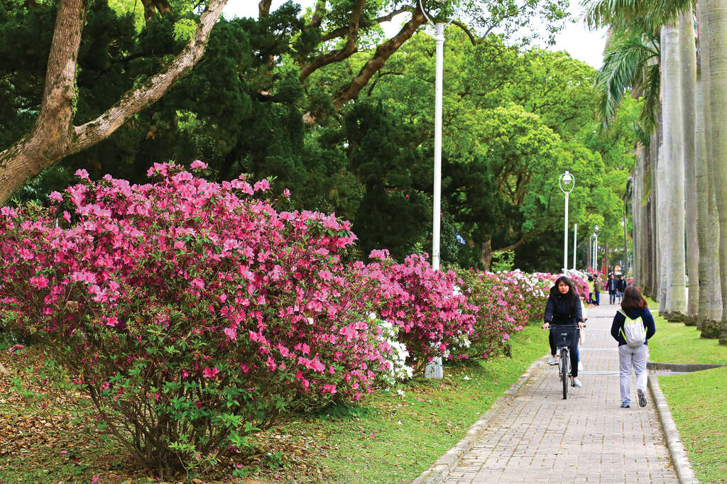 TAIPEI 春季号 2019 Vol.15--彩りを楽しむ絶景花見ルート