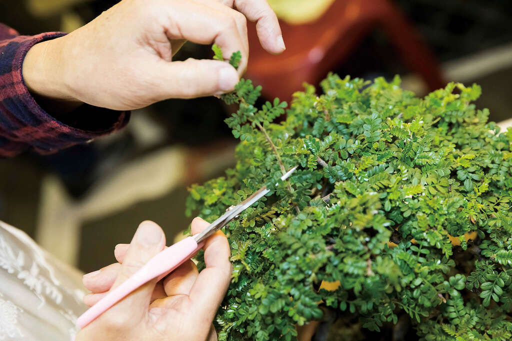 TAIPEI 春季号 2019 Vol.15--​​​​​​​草木が芽吹く春 室内を彩る花と植物