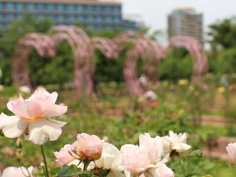 Roses Bloom in the Chiang Kai-shek Shilin Residence