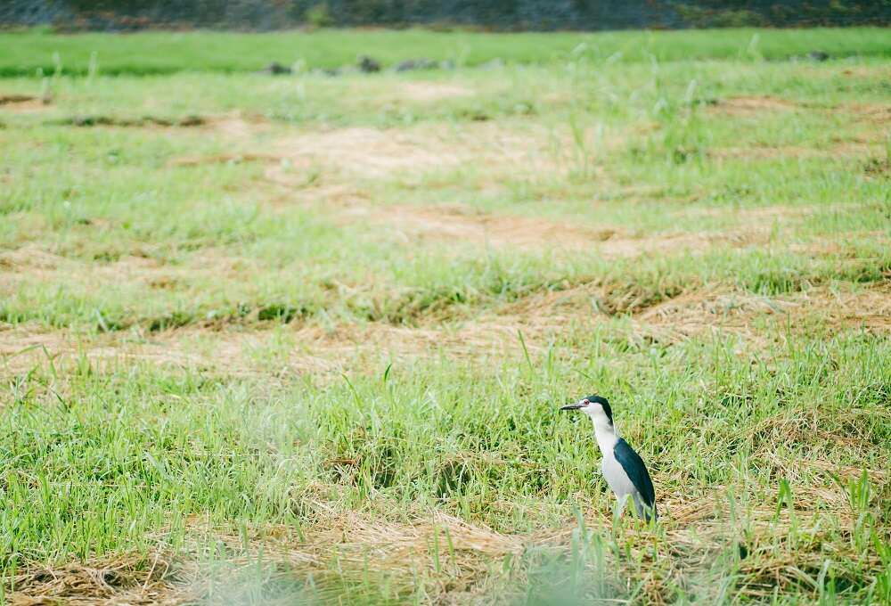 非洪汛期的河川，河岸的沃土是許多動物的棲息地。