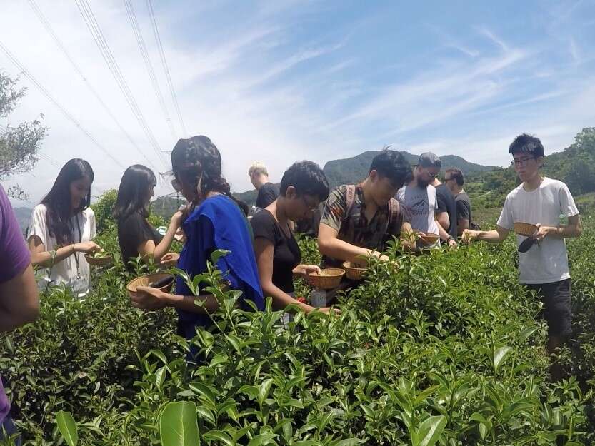 貓空採茶去