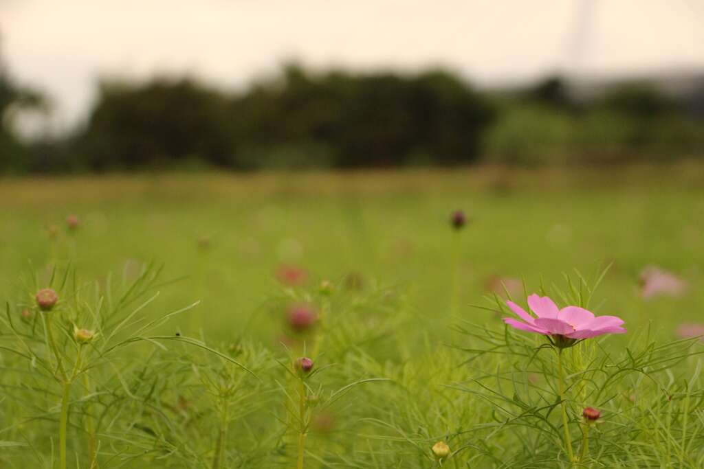 花儿会慢慢地开
