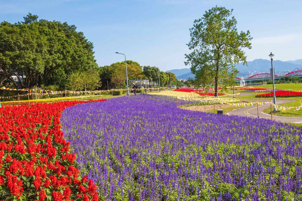 不用花大钱出国，台北市也有可媲美北海道「富良野」美丽花海的地方!