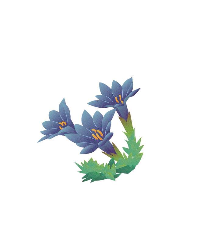 龙胆