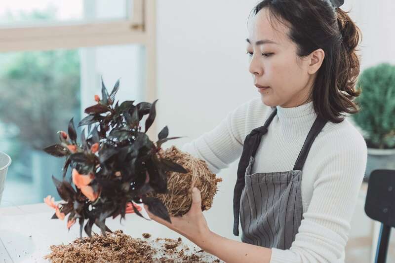 植物艺术家的年味计画(台北画刊109年1月)