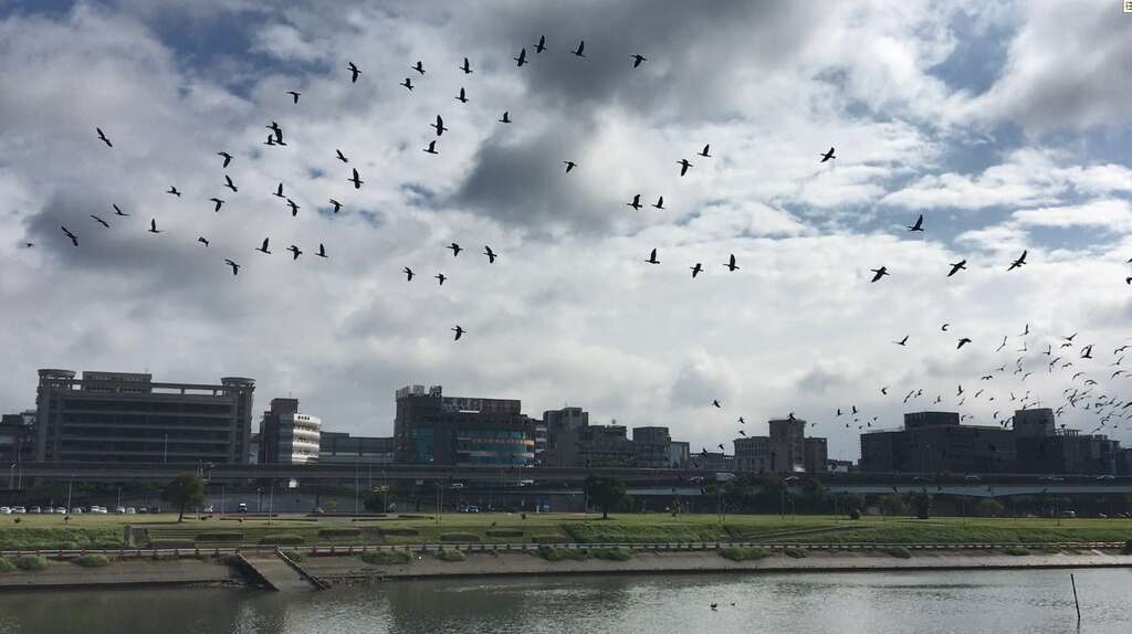 清晨或黃昏的退潮時段,有機會見證鸕鶿大軍盤旋飛越的奇景!