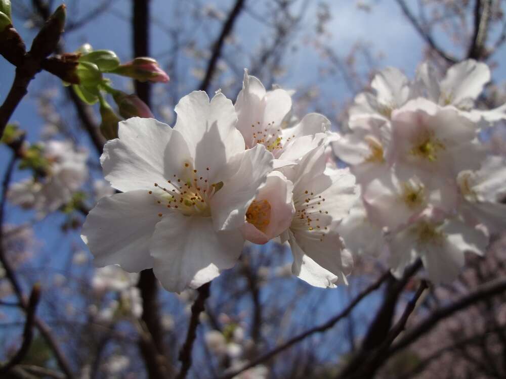 赏花途径提案 -步行派vs.兜风派vs.公车派【粉嫩X台北 漫天飞舞的花季】(台北画刊109年2月)