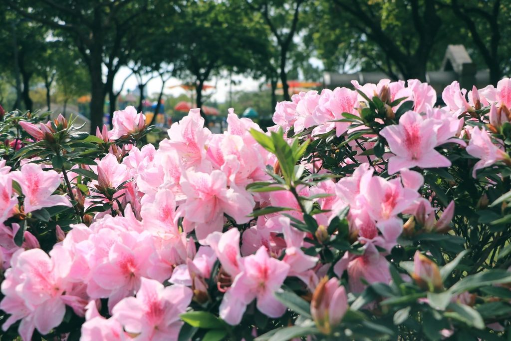 大安森林公園杜鵑花盛開