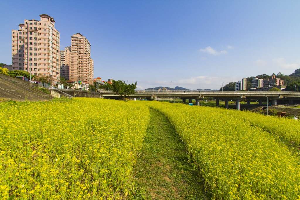 今だけの癒しの風景 「道南右岸河浜公園」で菜の花が満開