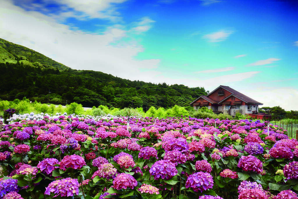 恋恋花季，散步幸福台北 杜鹃、海芋与绣球花