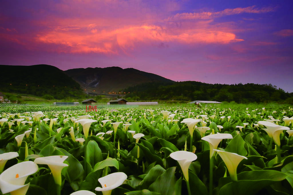 恋恋花季，散步幸福台北 杜鹃、海芋与绣球花