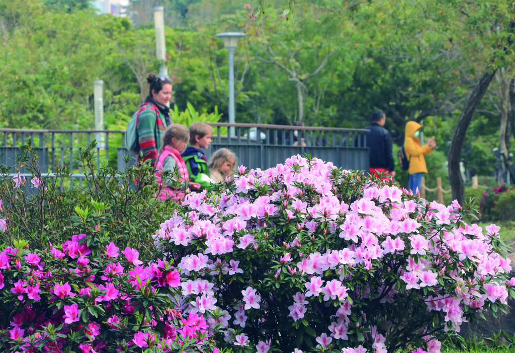 恋恋花季，散步幸福台北 杜鹃、海芋与绣球花