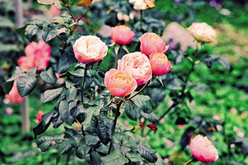 TAIPEI Spring 2020 Vol.19--Blossoming Flowers: The Must-See Taipei Flower Festivals
