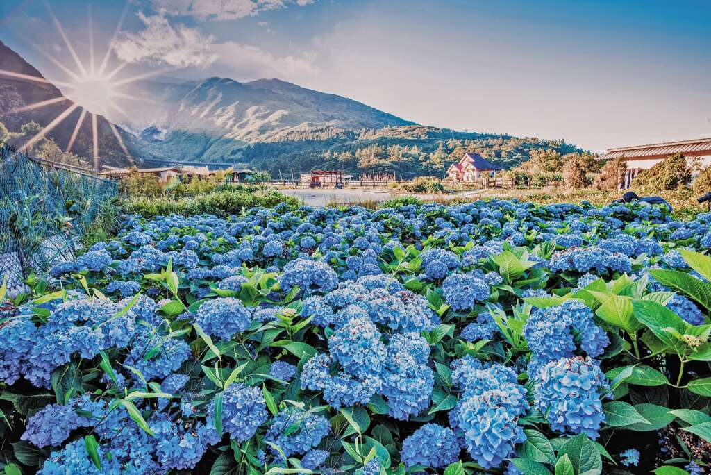 TAIPEI Spring 2020 Vol.19--Blossoming Flowers: The Must-See Taipei Flower Festivals