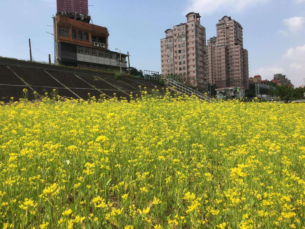기간한정 절경 놓치지 마세요! 다오난 요안 허빈공원 힐링 유채꽃밭