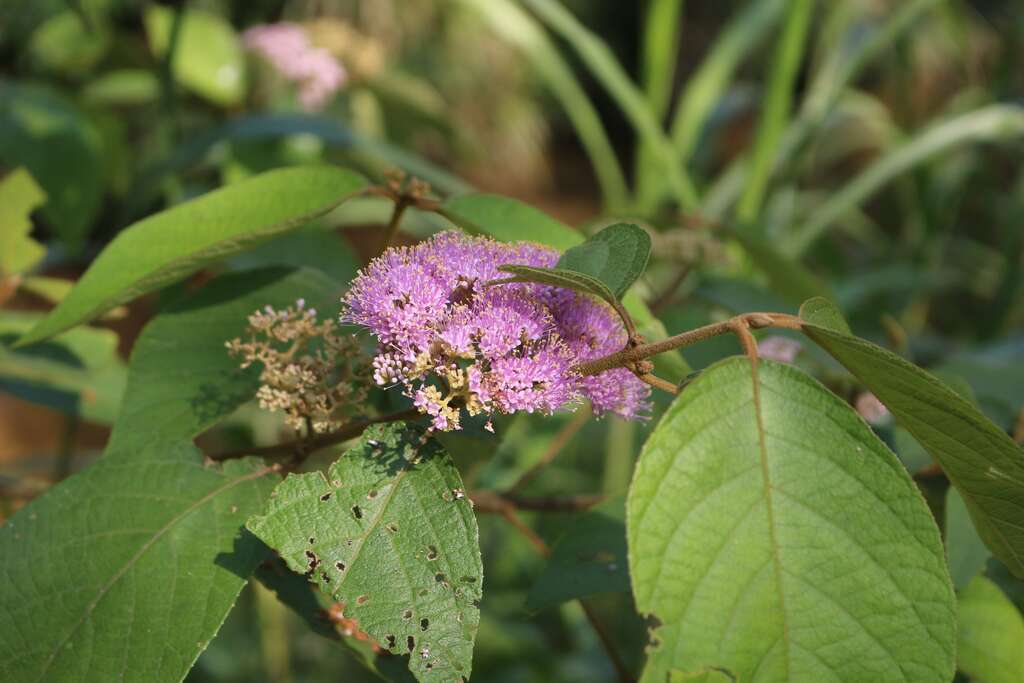 杜虹花，每年春季，特別是四月分，杜虹花錦簇的粉色花團非常顯眼