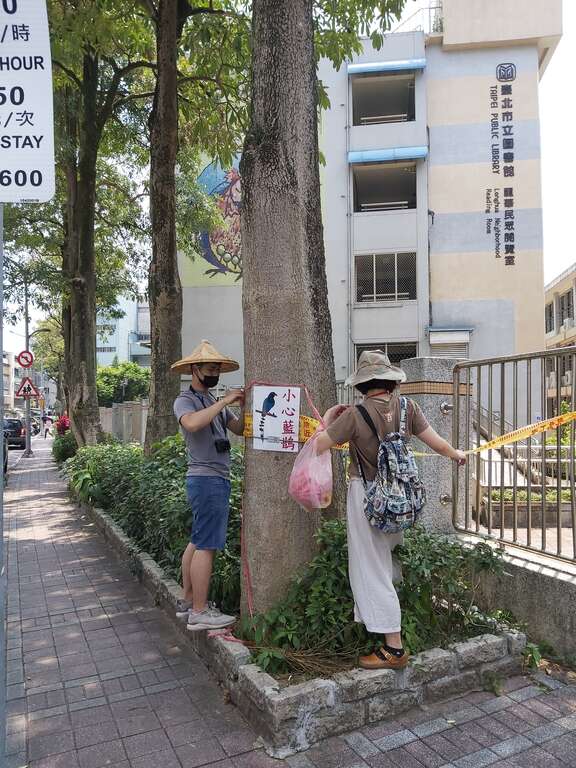 动保处张贴告示牌及围封锁线提醒用路人避开台湾蓝鹊巢区
