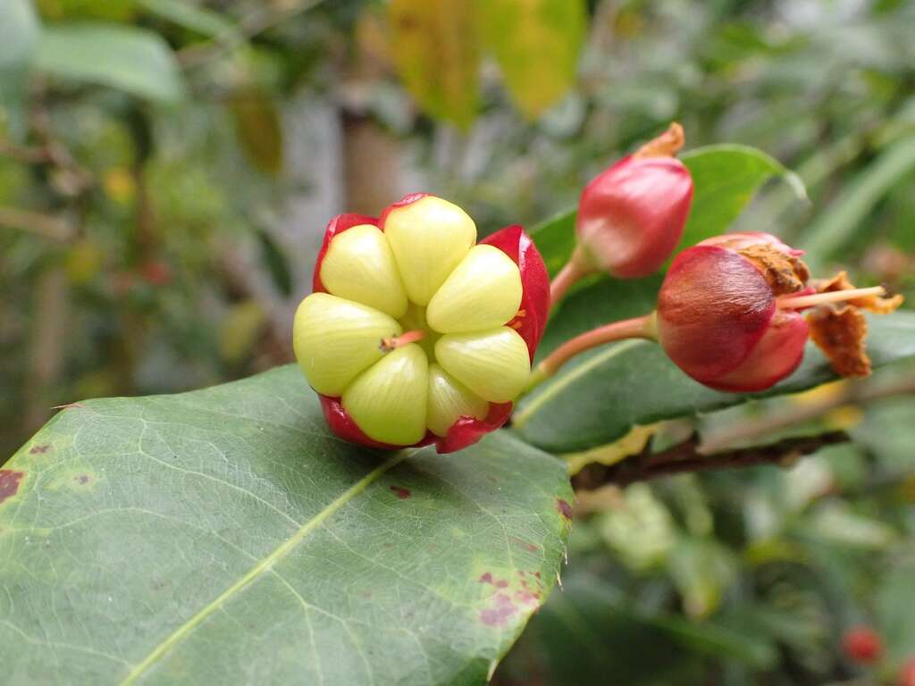 「桂叶黄梅」花凋谢後花萼、胎座持续发育呈红色,核果环形排列於胎座上。