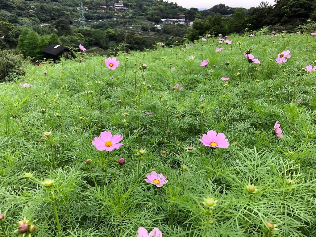 녹나무 향기 코스모스 꽃밭의 재현