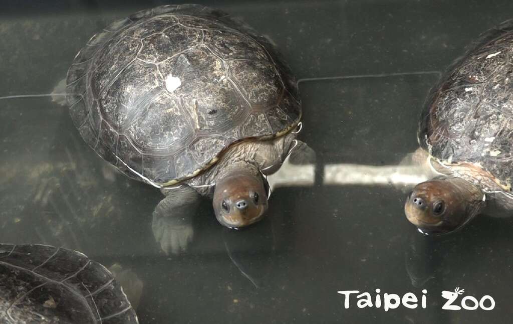 台湾冬季湿冷，保育员怕西瓜龟真的变成「冰镇西瓜」，暂时移至後场室内环境照顾