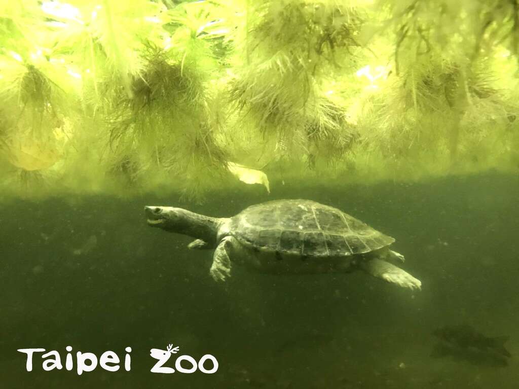热带雨林户外区再度推出「冰镇西瓜」，让大家隔着玻璃，观察水中载浮载沉的西瓜龟（林育欣摄）