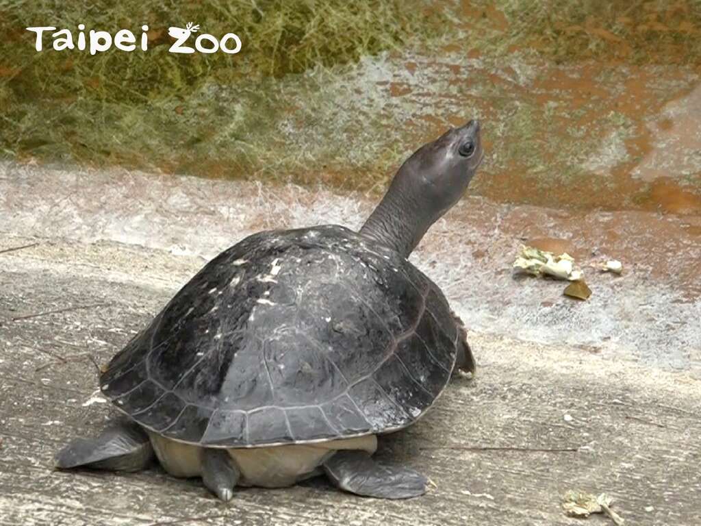 随着温度渐暖，西瓜龟的活力也越来越好