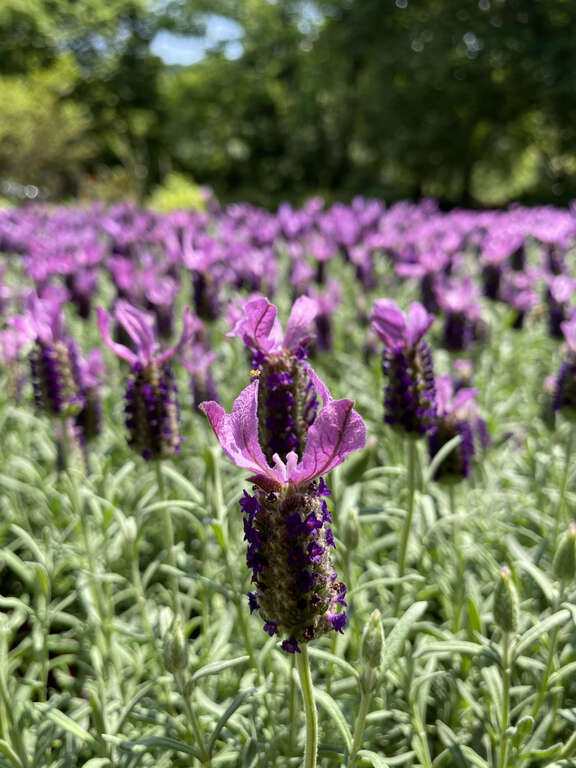 Sea of Purple at Neishuangxi Nature Center