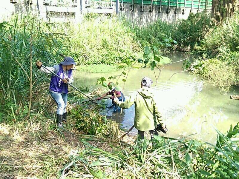 公园维护日常-外来种植物清除作业