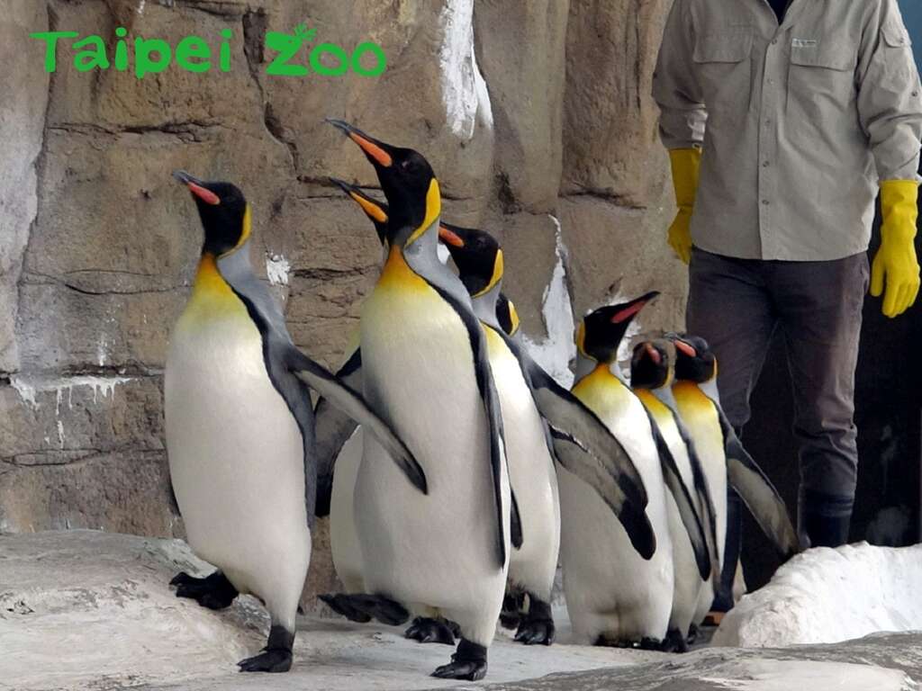 大家在上午900-930之间来到企鹅馆，就能看到国王企鹅们在保育员的陪伴下一起努力「晨走」的可爱模样
