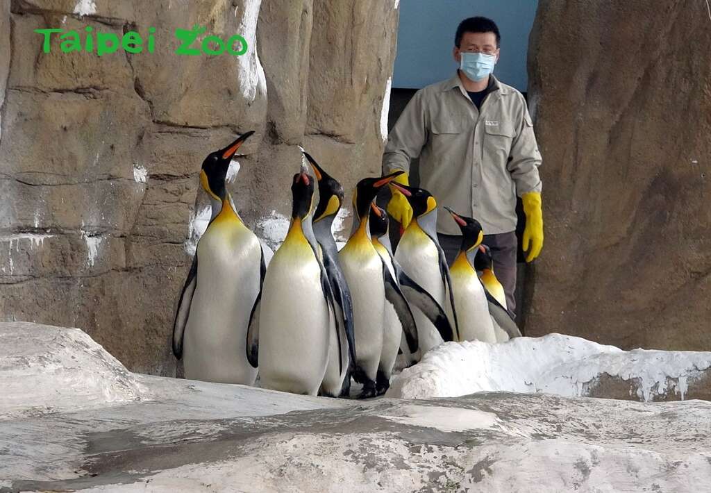 为了强化国王企鹅进入繁殖季的战力，保育员每天早上都会带着牠们，进行30分钟的「晨走特训」