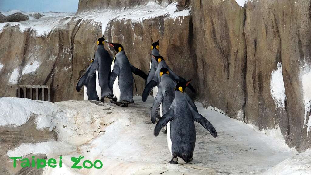 刚开始的几圈，企鹅们还会安安份份的跟着「领头鹅」向前进