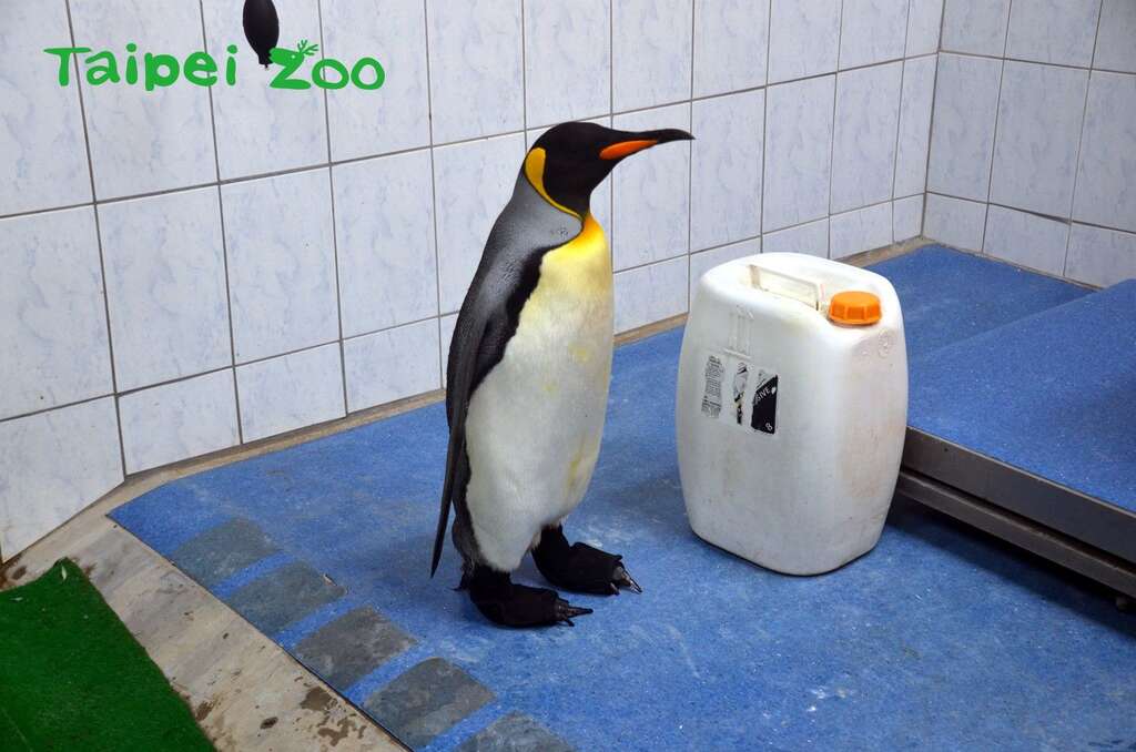 动物园与厂商合作，使用3D列印技术，制作出完全符合企鹅脚型的特制「防水鞋套」