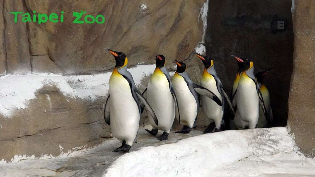 国王企鹅每天早上「晨走特训」，目的是为了增进体力、强健脚力