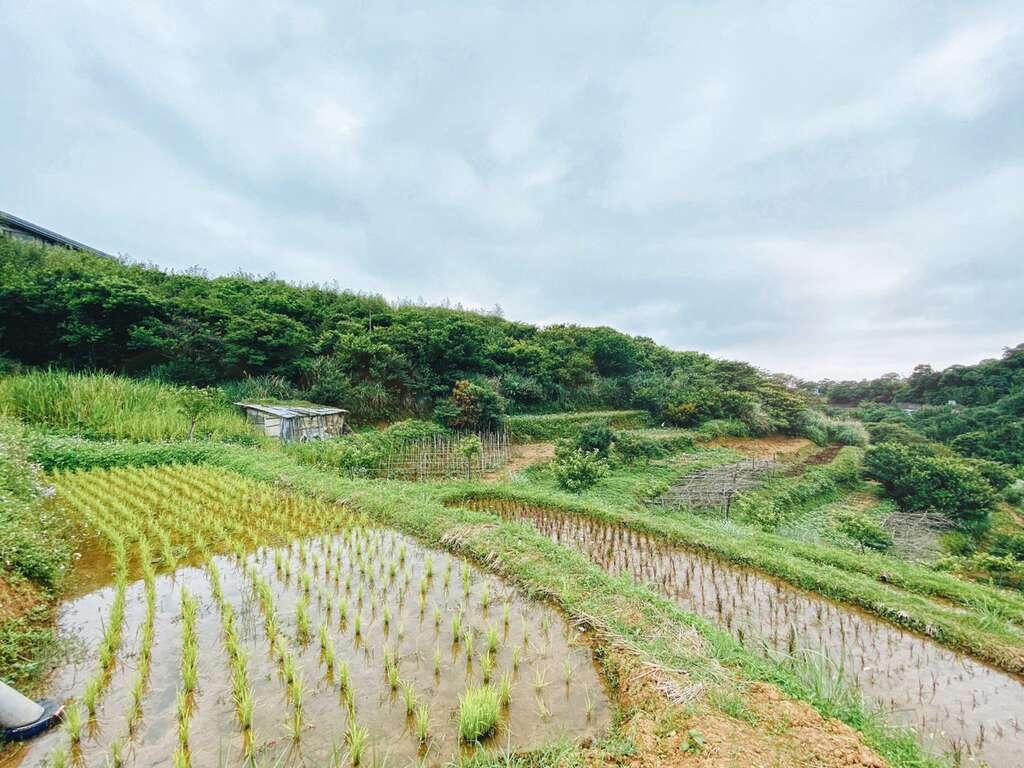 鹅尾山水田已种下秧苗，静待其呈现不同色彩的变化。