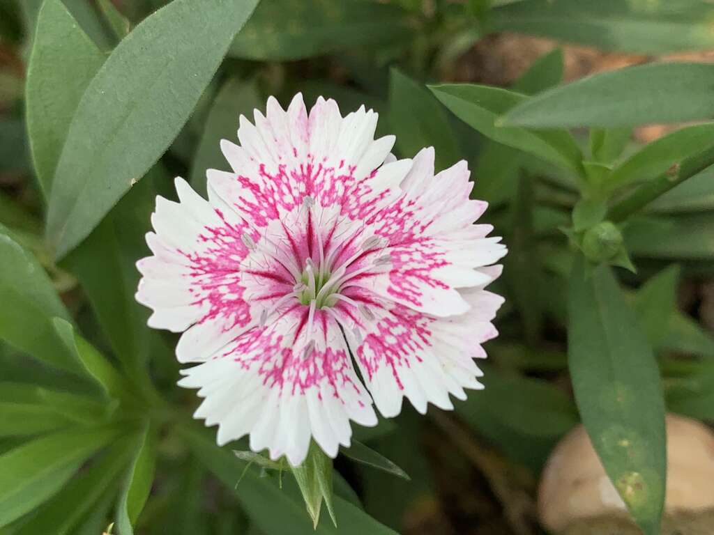 五彩石竹花径不大,花朵边缘有不整齐的浅裂