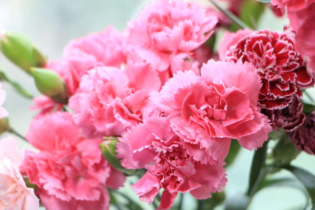 康乃馨也是石竹属的花卉