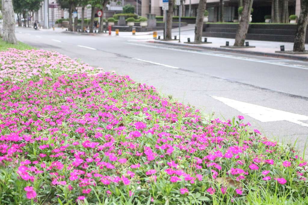 彩石竹是道路全岛常用的美化花卉，可以在市民广场或市府路的安全岛上看到它的倩影
