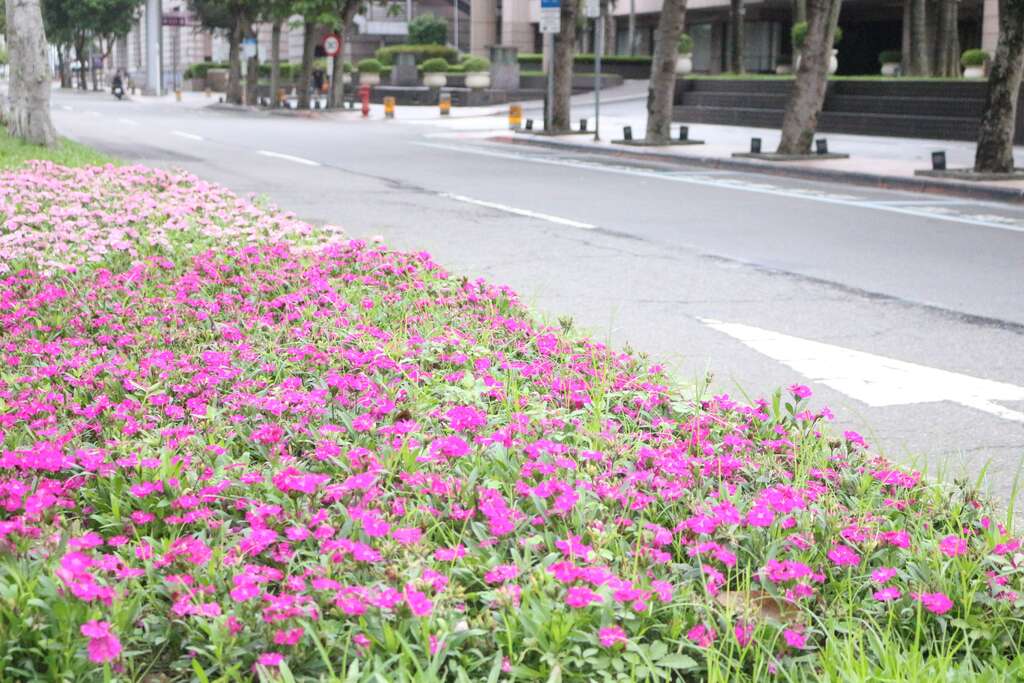 彩石竹是道路全岛常用的美化花卉,可以在市民广场或市府路的安全岛上看到它的倩影